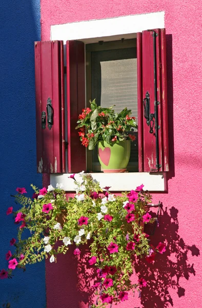 Petúnias roxas na casa colorida da ilha de Burano V — Fotografia de Stock