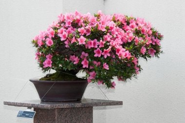 Satsuki Azalea bonsai in flowering boom clipart