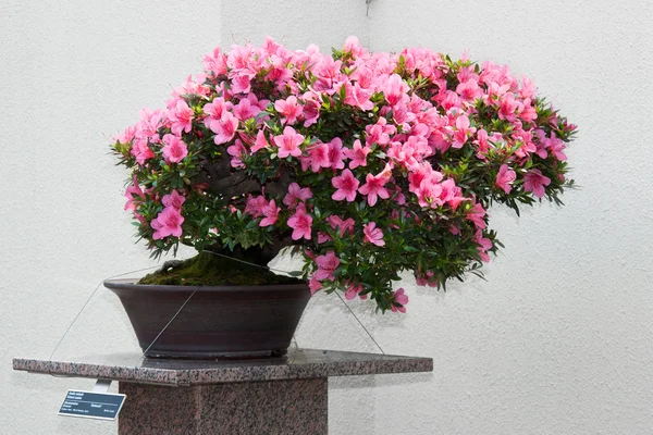 Stock image Satsuki Azalea bonsai in flowering boom