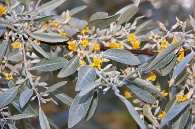 Yellow flowers and leafs on a branch clipart