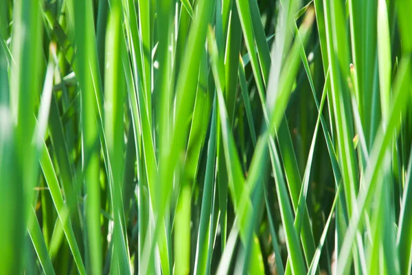 Fondo de hierba verde —  Fotos de Stock