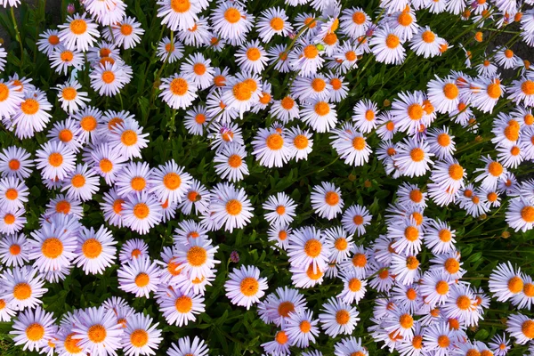 stock image Yun-Nan Aster flowers