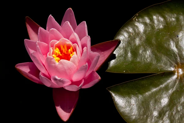 Pink water lily and its leaf — Stock Photo, Image