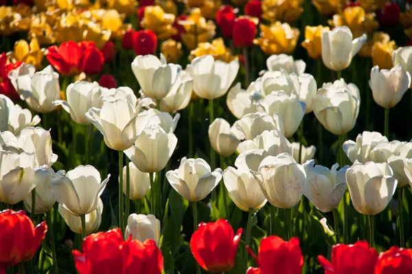 stock image Tulips background