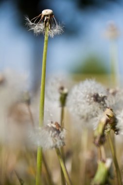 Dandelion clipart