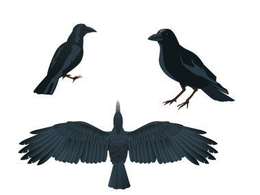 Black Raven clipart