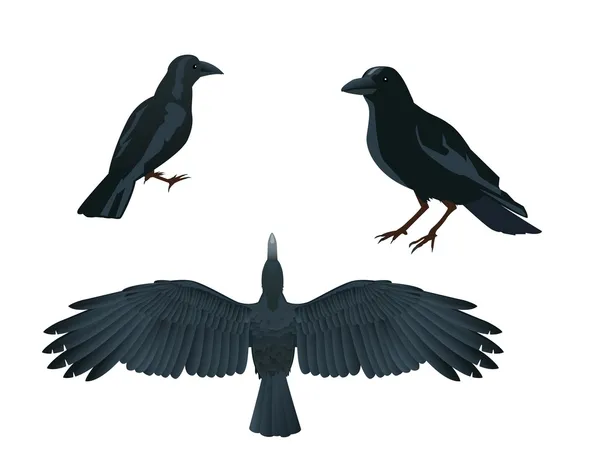 黑乌鸦 — 图库矢量图片
