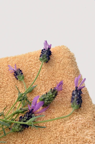 Lavender on a Towel — Stock Photo, Image