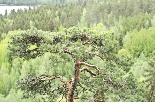 stock image Pine tree with aerial background