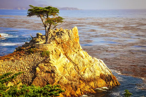 Lone cyprus op Oceaan kust, monterey, Californië — Stockfoto