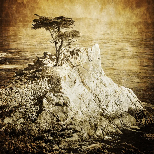 Lone cypress vintage, Monterey, California — Stock Photo, Image