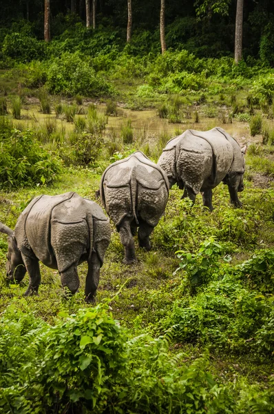 Três rinocerontes em Chitwan forrest, Nepal — Fotografia de Stock