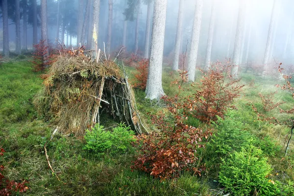 Hut in het bos — Stockfoto