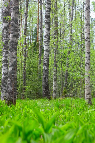 Spring forest — Stock Photo, Image