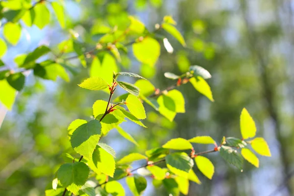Birch spring foliage — Zdjęcie stockowe