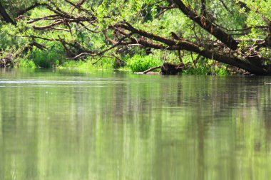 Trees over calm river clipart