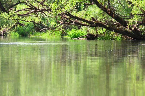 穏やかな川に架かる木 — ストック写真