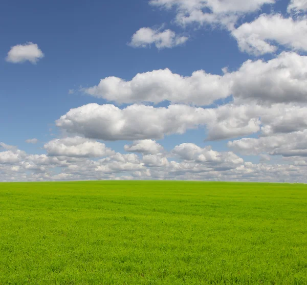 Green grass under cloudy sky — Stock Photo, Image