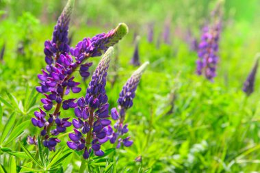 Wild lupine clipart