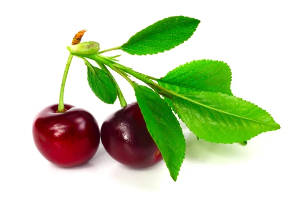 stock image Cherry with leafs