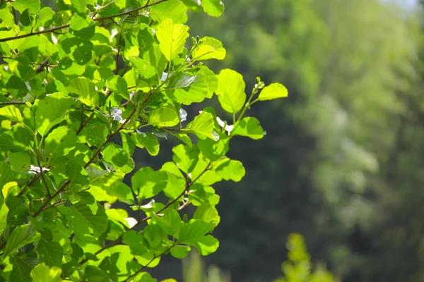 Foliage in sunlight — Stock Photo, Image