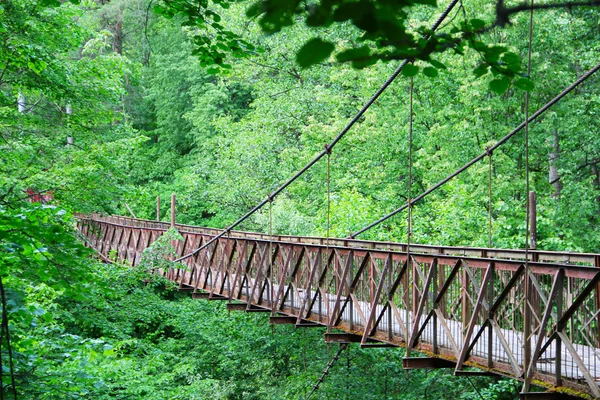 Starý most v lese — Stock fotografie