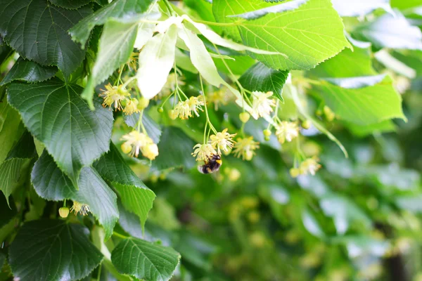 Bee pollinating flowers on linden tree — Stock Photo, Image