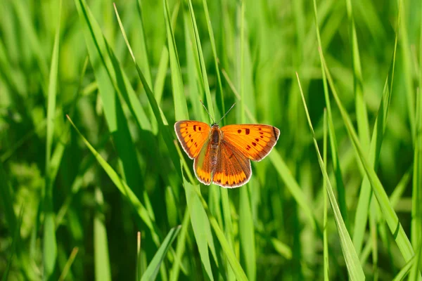 Butterfly on grass — Stock Photo, Image