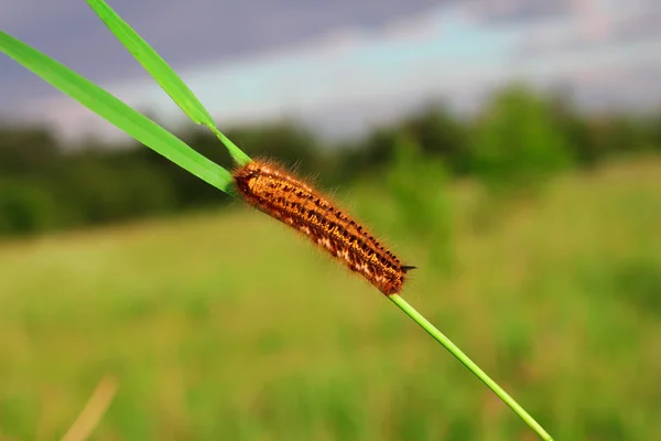 stock image Caterpillar on grass blade