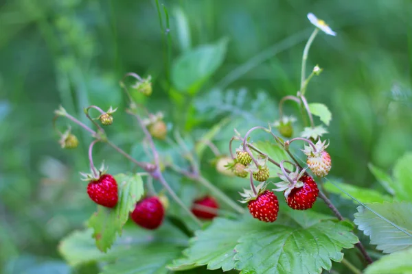 Wilde aardbeien plant — Stockfoto