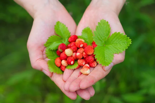 在手中的野草莓 — 图库照片