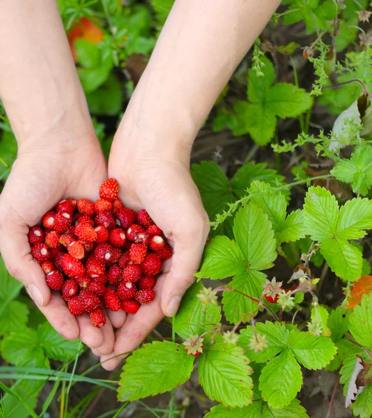Wild strawberry in hands — Stock Photo, Image