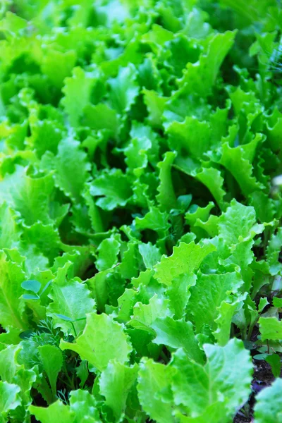 Salad on garden bed — Stock Photo, Image