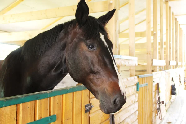 stock image Horse portrait