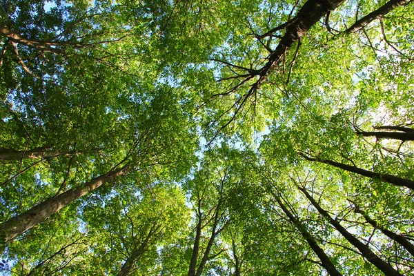 stock image Tops of trees background