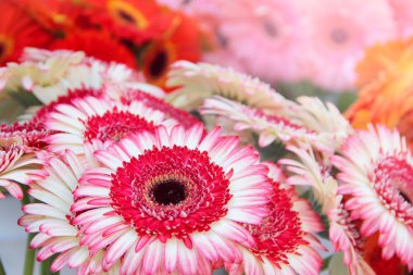 Gerbera