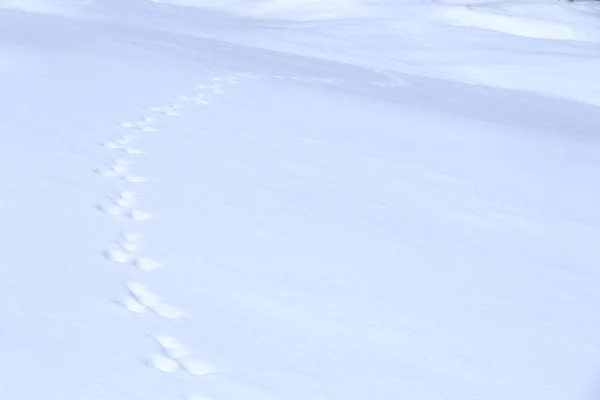 Diersporen op sneeuw — Stockfoto