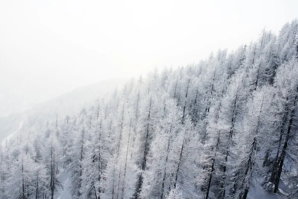 Bergbos in de winter — Stockfoto