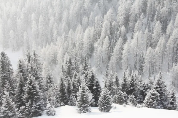 Górskim lesie w zimie — Zdjęcie stockowe