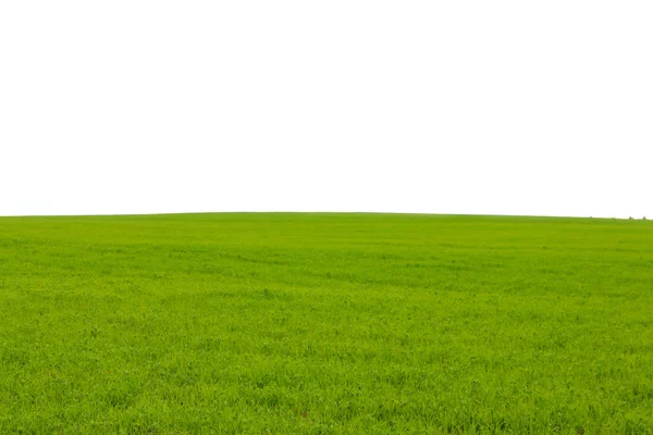 Green field with white copy space — Stock Photo, Image