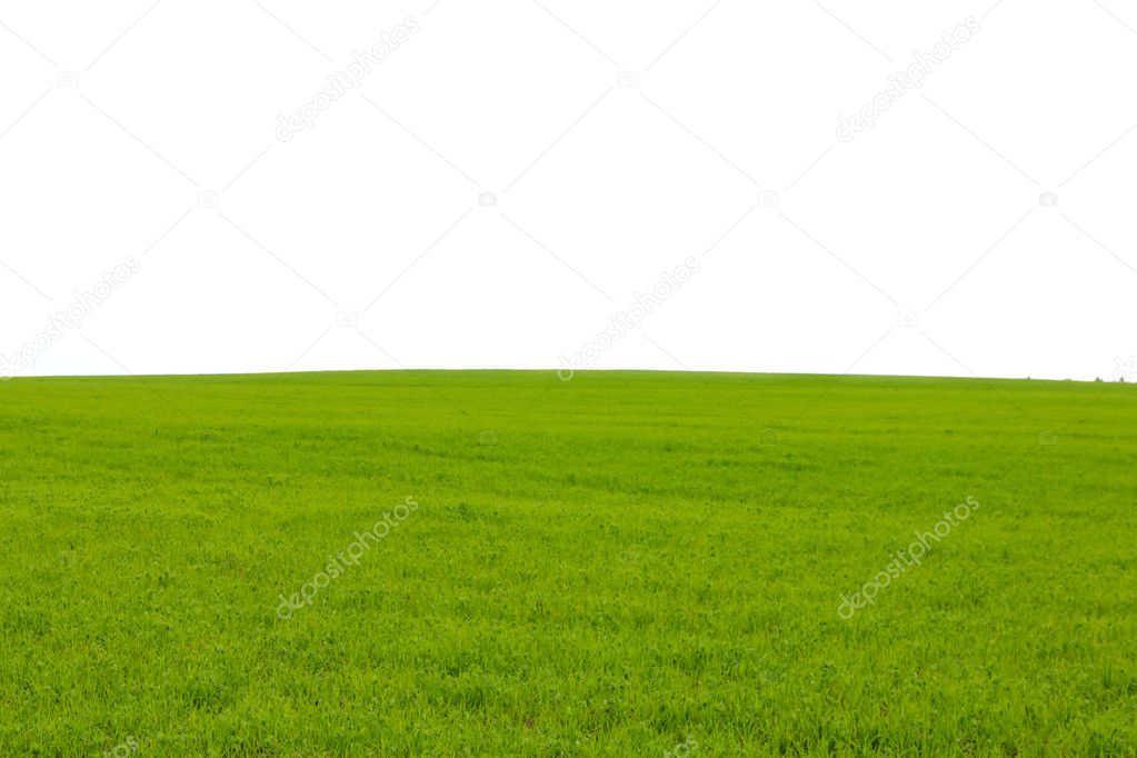 Green field with white copy space