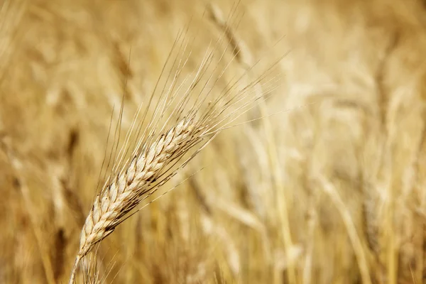 Pšenice detail — Stock fotografie