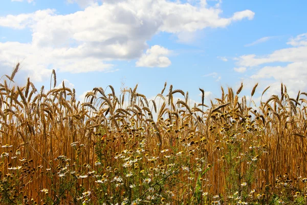 Pšeničné pole s chamomiles — Stock fotografie