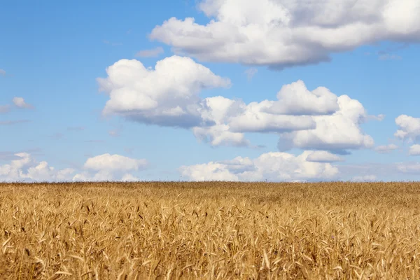 Weizenfeld unter blauem Himmel — Stockfoto
