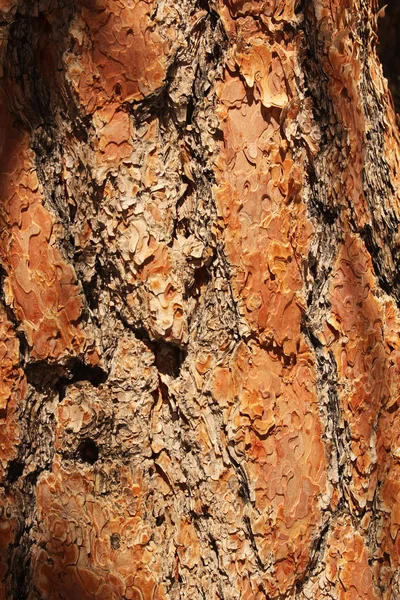 Bark's close up — Stock Photo, Image