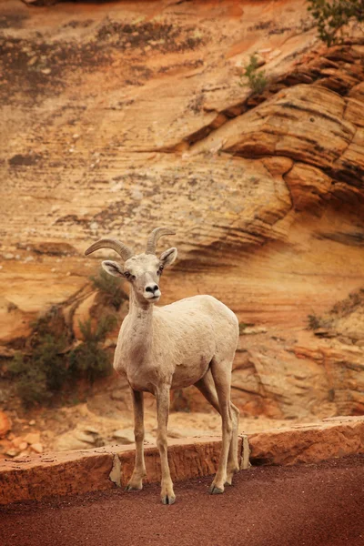 stock image Wild mountain goat