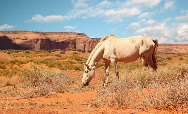 stock image Wild white horse