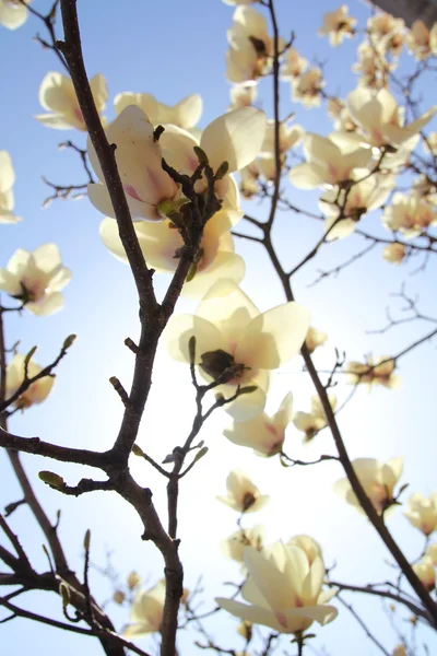 stock image Magnolia