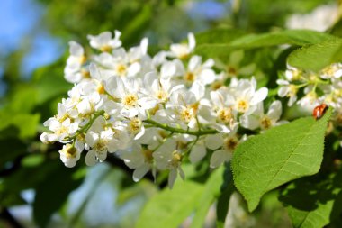 White flowers Cheryomukha Prúnus pádus