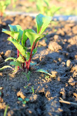 Beet seedlings clipart